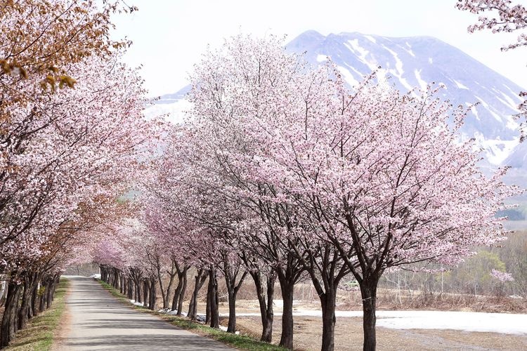 Sekai-ichi no Sakura Namiki (World's Greatest Cherry Blossom Avenue)