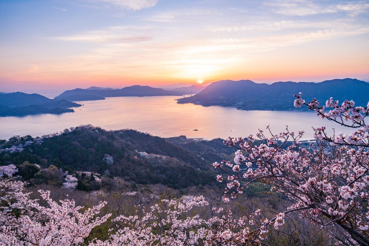 세키젠잔 미千본 벚꽃 (세키젠잔 산코본 사쿠라)