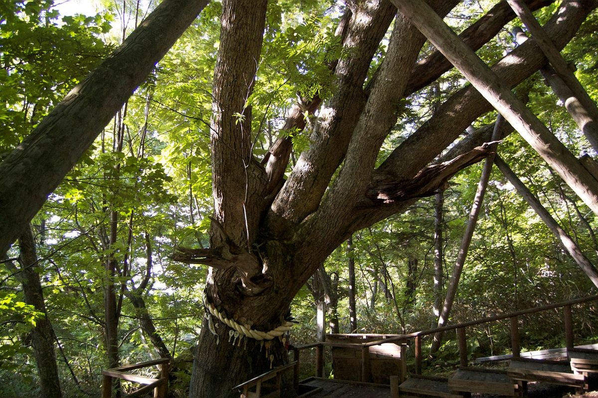 Senbon Nara