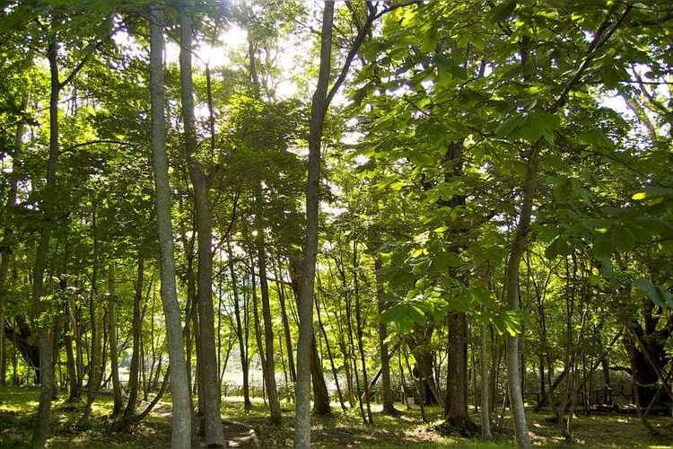 千本ナラ (Senbon Nara)