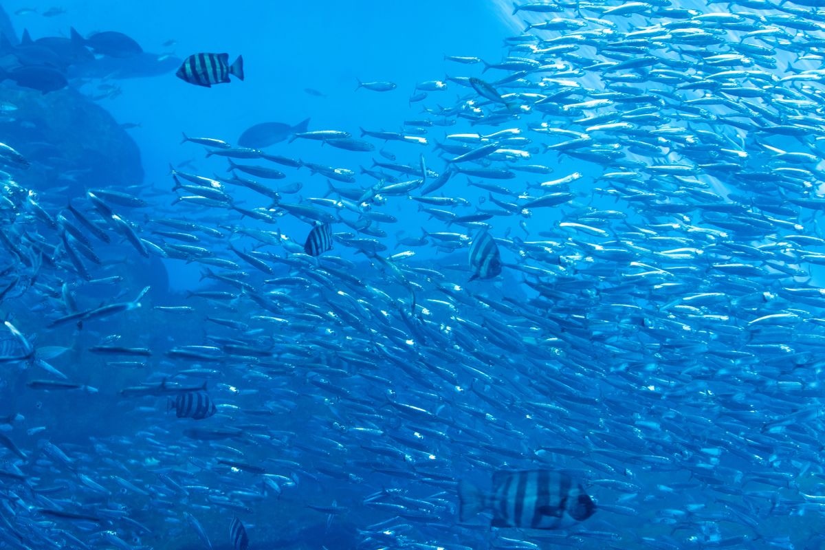 พิพิธภัณฑ์สัตว์น้ำ Sendai Uми no Mori Aquarium