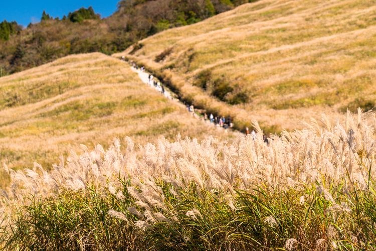 Sengokuhara Susuki Grassland