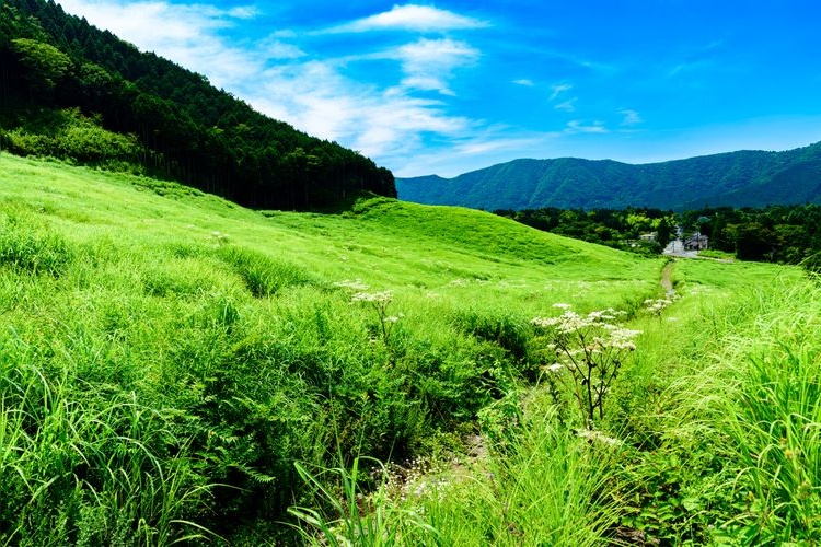 Sengokuhara Susuki Grassland 2