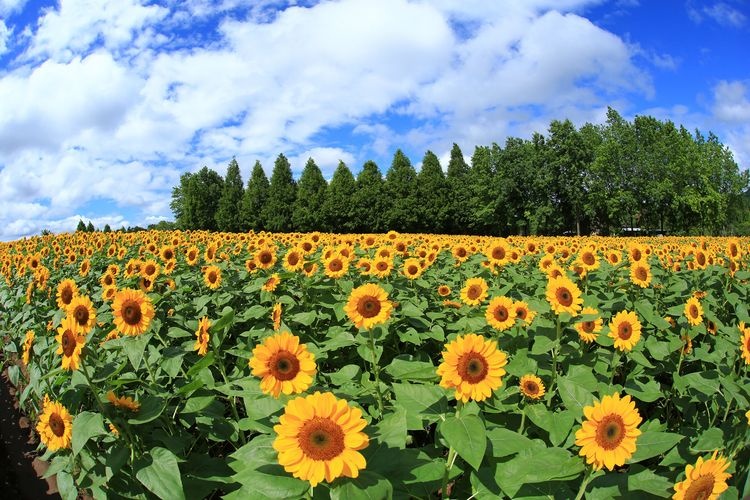 세라 고원 농장 (Sera Kogen Farm)