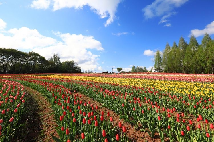 세라 고원 농장 (Sera Kogen Farm) 2