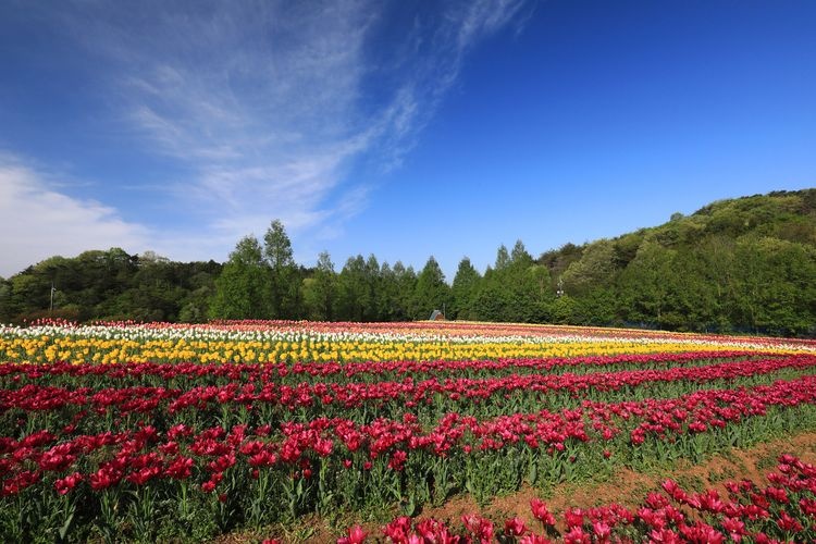 세라 고원 농장 (Sera Kogen Farm) 3