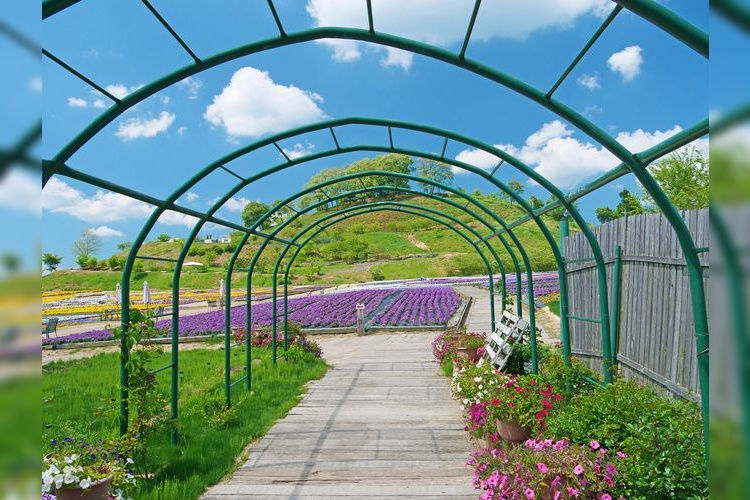 Sera Lily Garden