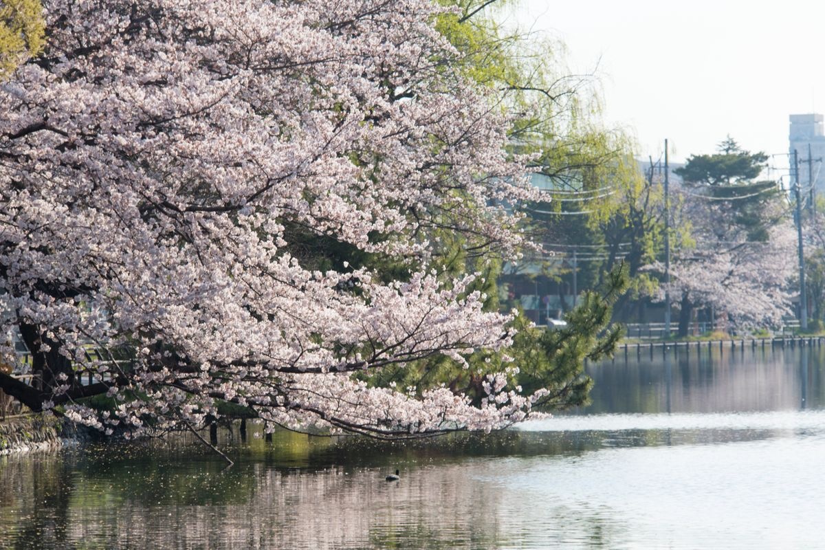 石神井公園