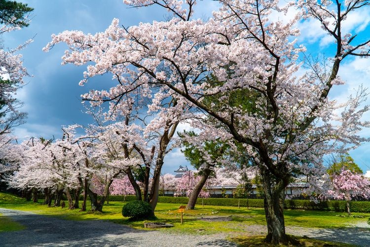 新発田城