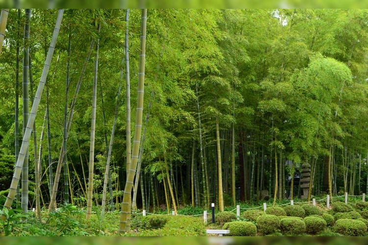Shifuku-ji