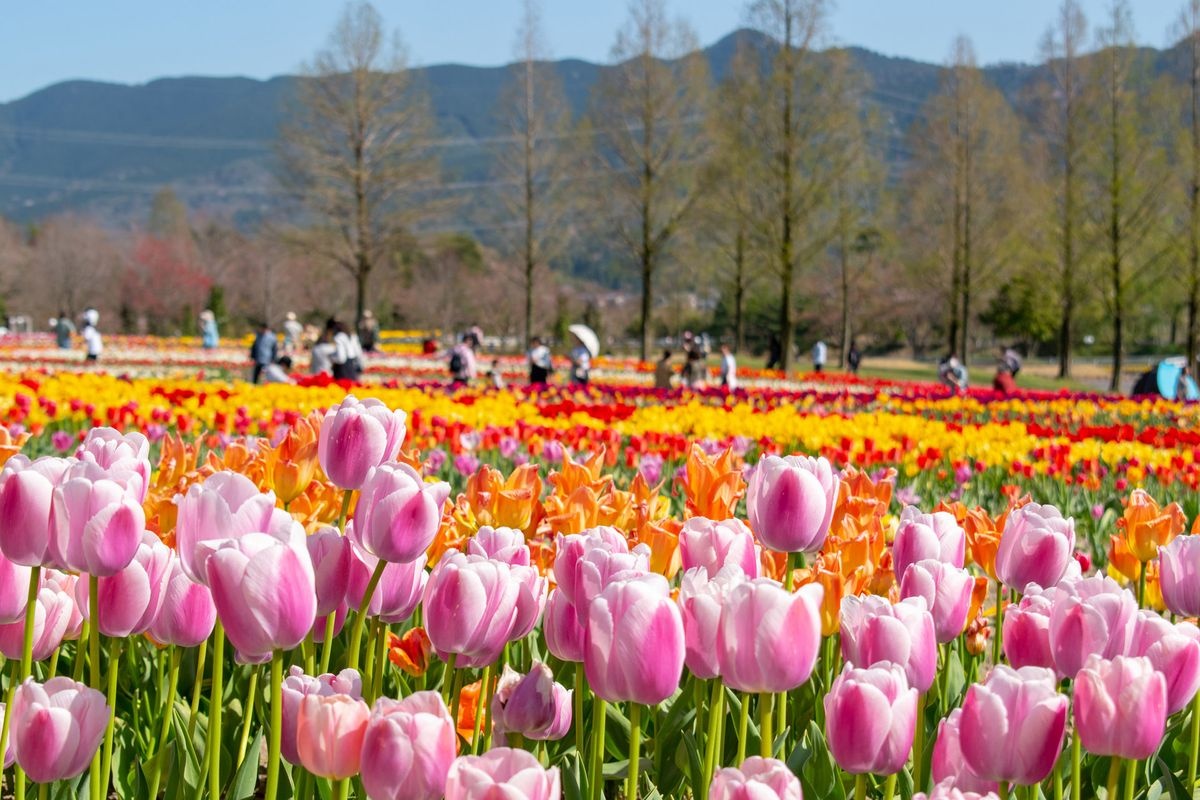 Shiga Agriculture Park Blumen no Oka