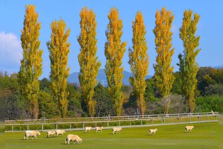 Shiga Agriculture Park Blumen no Oka
