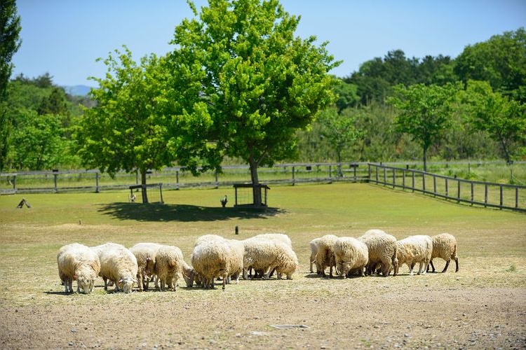 Shiga Agriculture Park Blumen no Oka 4