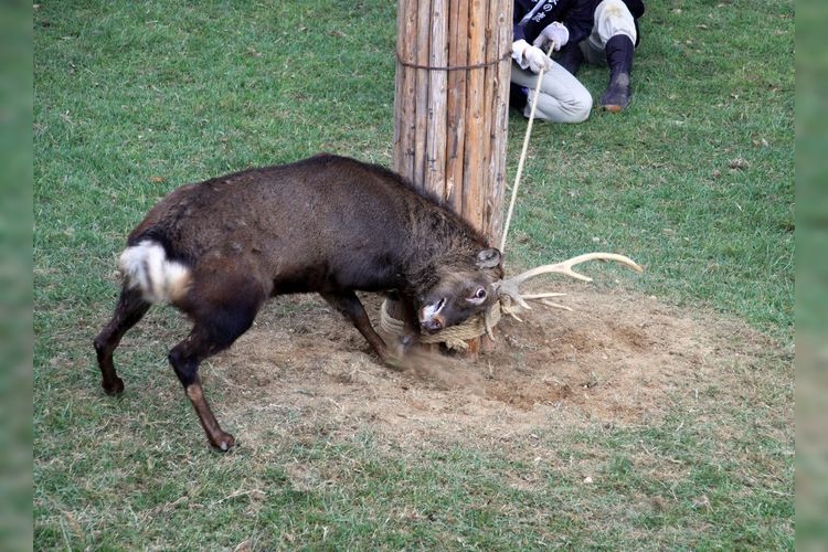 鹿の角切り（奈良公園鹿苑）
