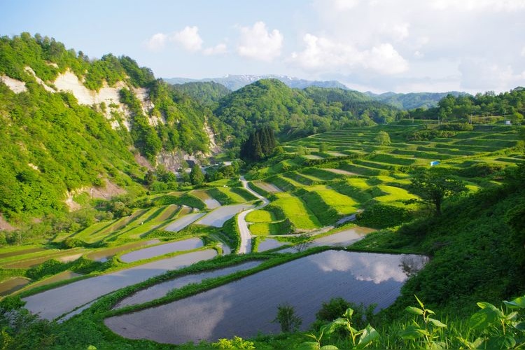 Sawah Terasering Shikamura