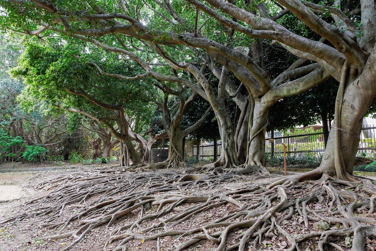 Shikinaen Garden