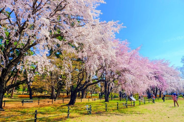 敷島公園 (Shikishima Park) 2