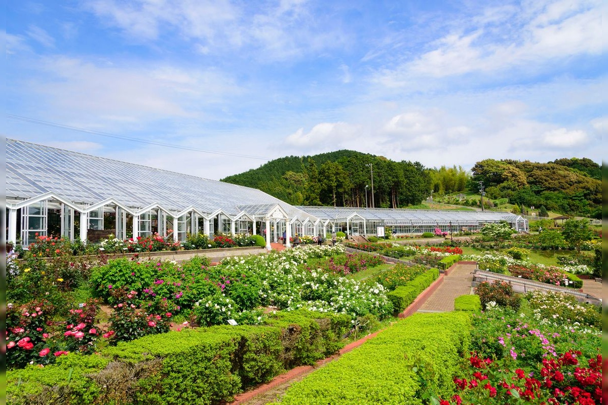島田市ばらの丘公園 (Shimada Rose Hill Park)