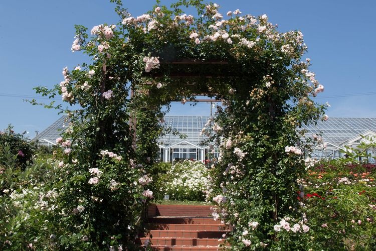 島田市ばらの丘公園 (Shimada Rose Hill Park)