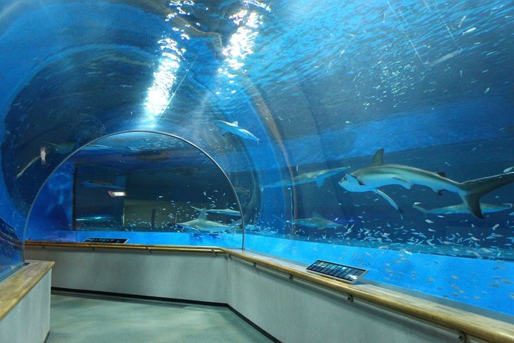 しまね海洋館アクアス 2