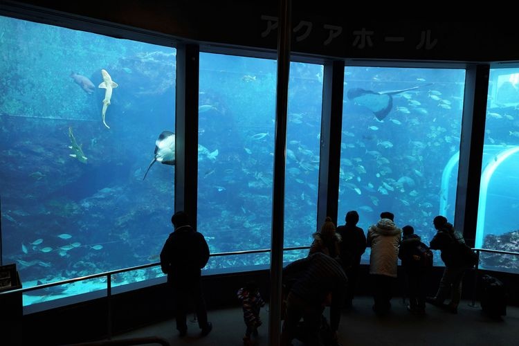 시모다 해중 수족관 (Shimoda Sea Aquarium)