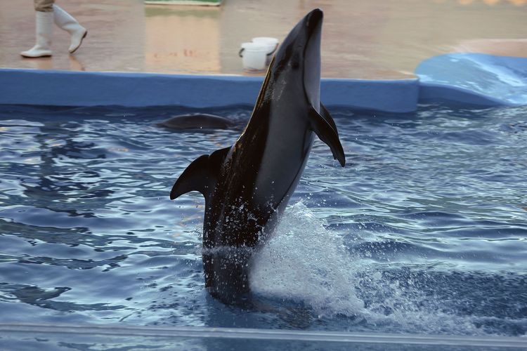시모다 해중 수족관 (Shimoda Sea Aquarium) 2
