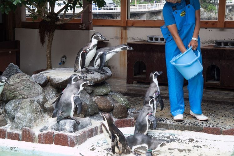 시모다 해중 수족관 (Shimoda Sea Aquarium) 3