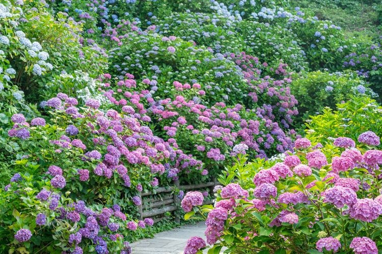Parque Shimoda