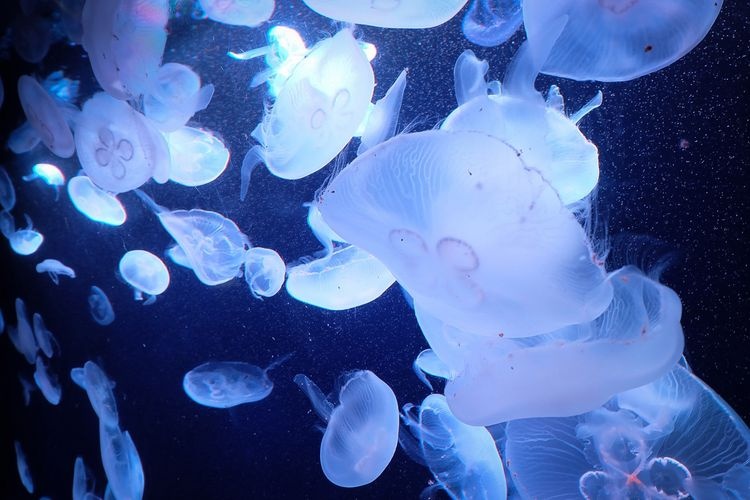 品川水族馆