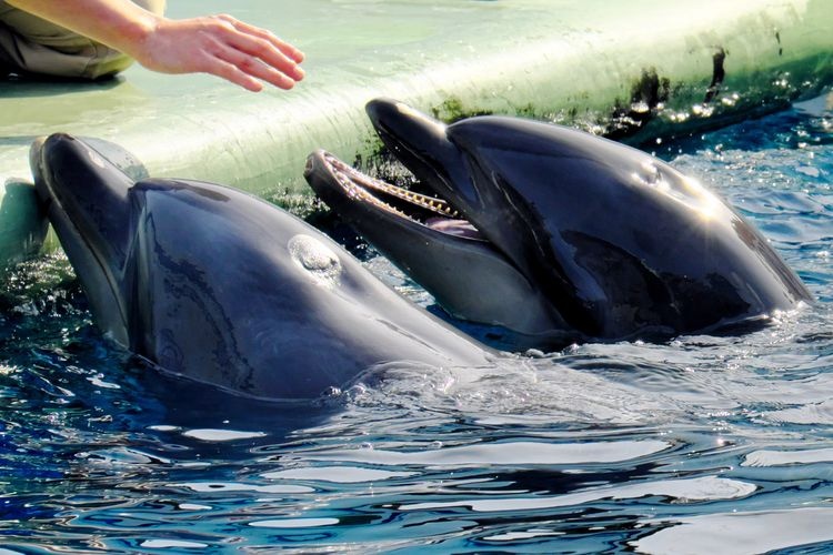 品川水族馆 2