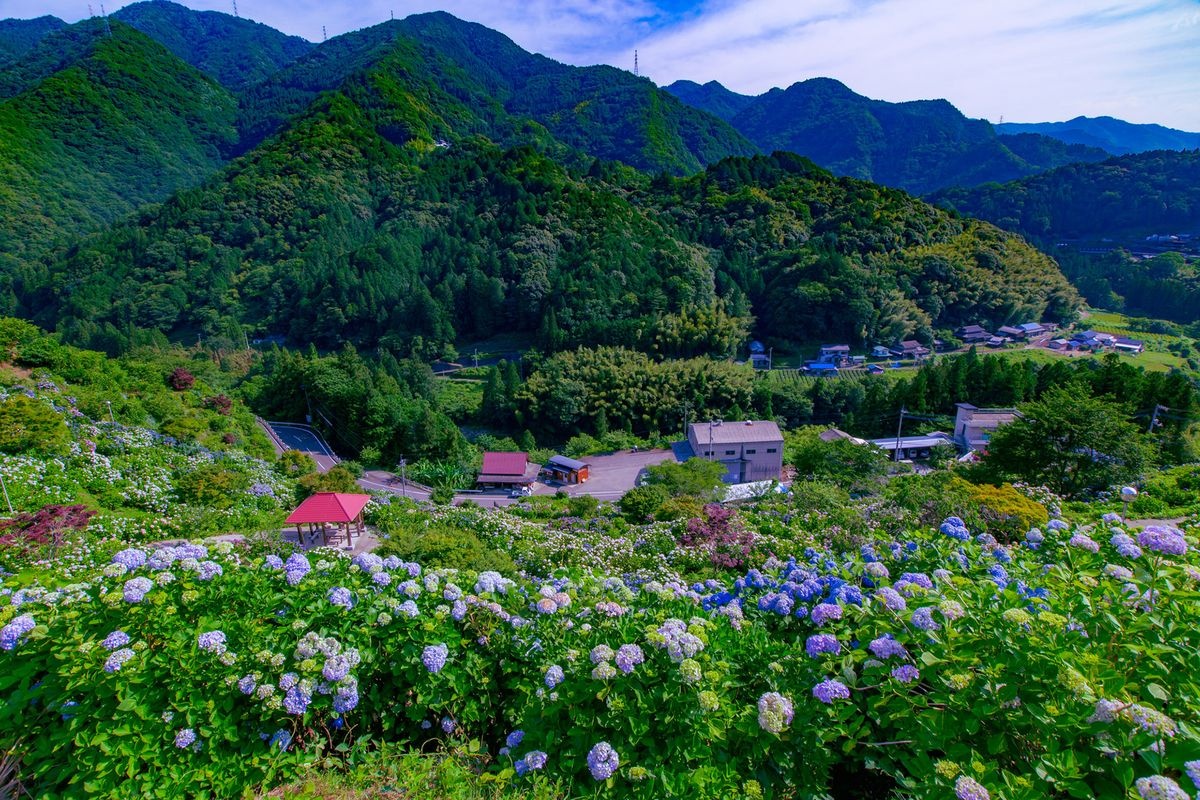 新宫绣紫团花之里 (Shingu Ajisai no Sato)