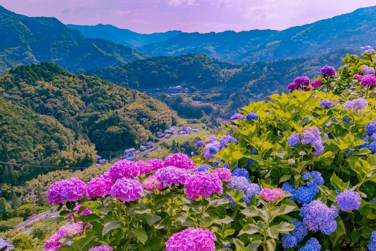 Làng Hoa Cẩm Tú Cầu Shingu Ajisai no Sato 3