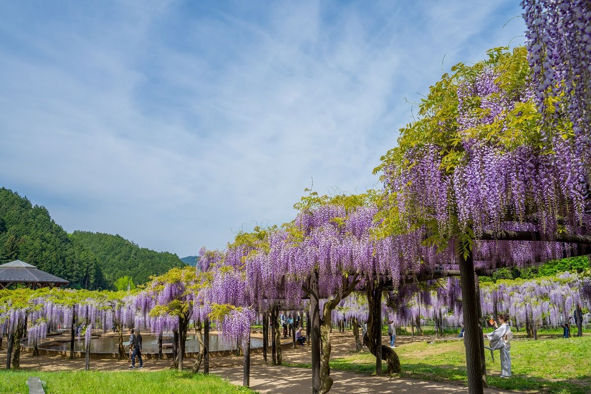 Tamanari Wisteria Park (Shirai Omachi Fuji Koen)