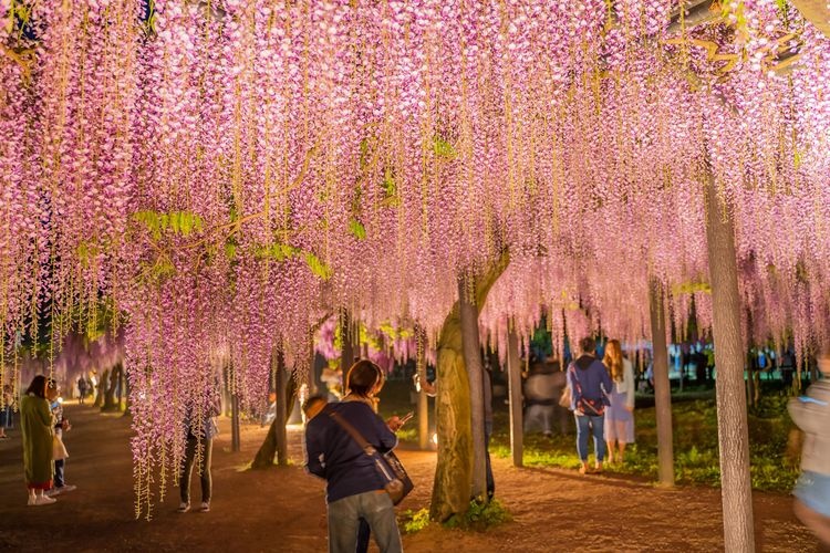 Công viên Wisteria Shirai Omachi