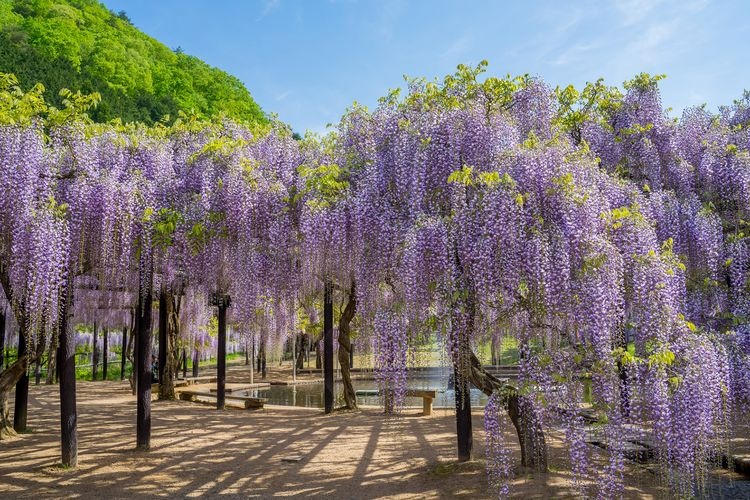 Shirai Omachi Wisteria Park 3