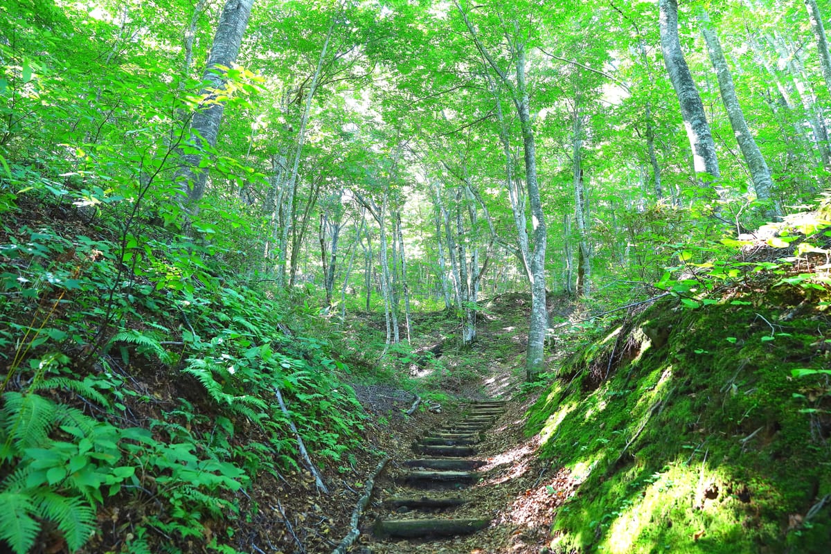 Sendero del Bosque de Haya (Shirakami-Sanchi)