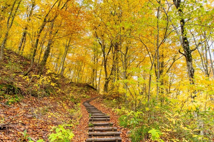 Sendero del Bosque de Haya (Shirakami-Sanchi)