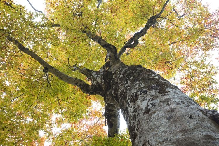 Shirakami Sanchi (Mother Tree)