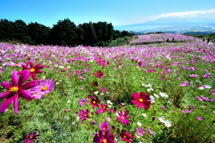 白木峰高原 (Shirakimine Highland)
