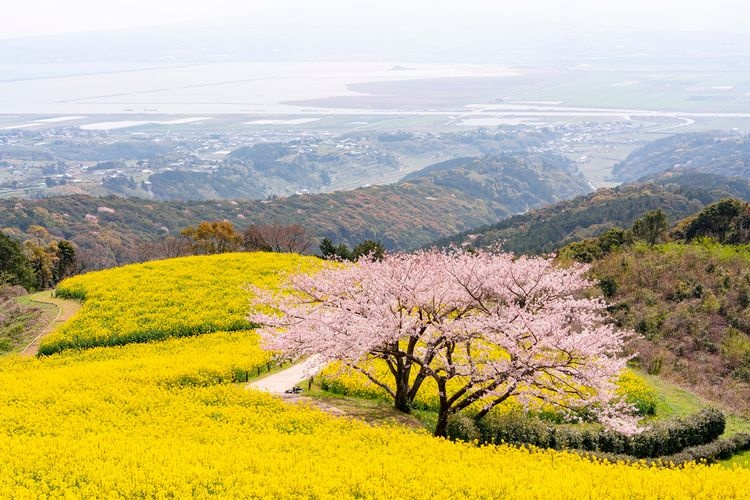 白木峰高原 (Shirakimine Highland) 3