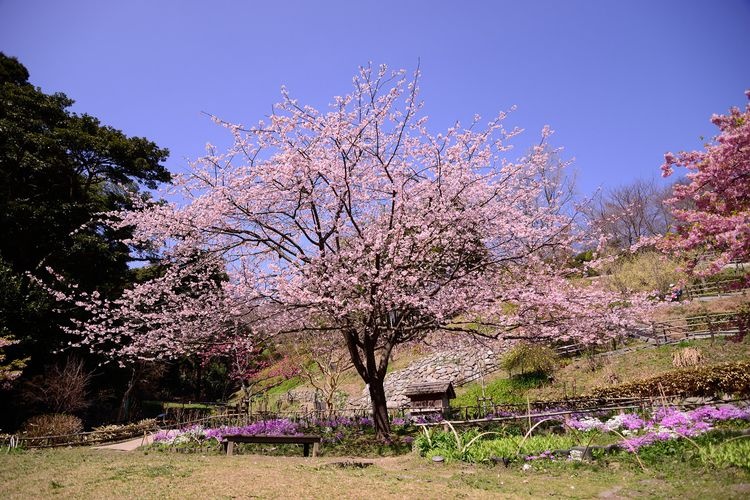 Shiranoe Botanical Garden