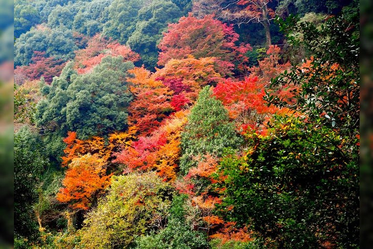 Shirataki Park 2