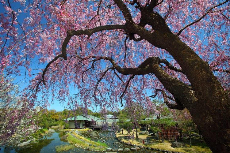 白鳥庭園 3