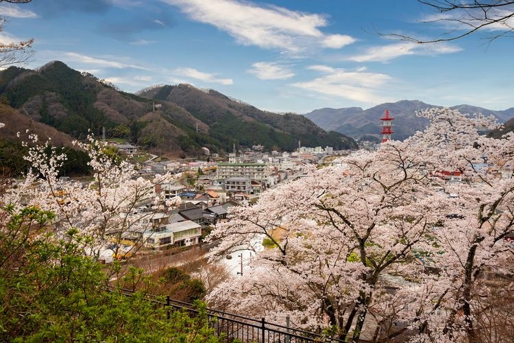 城山公園櫻花