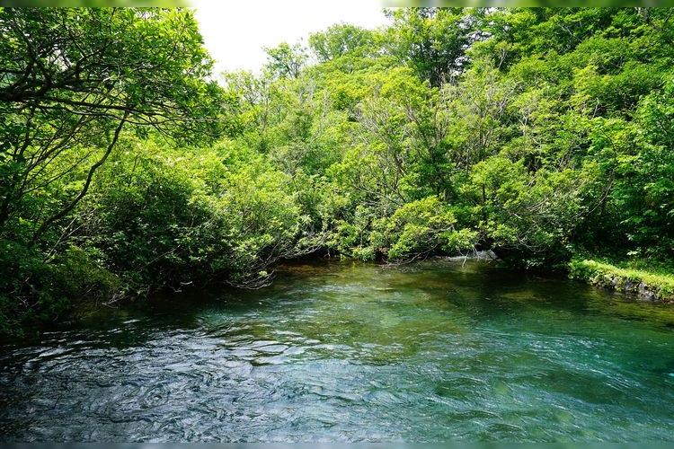 獅子ヶ鼻湿原