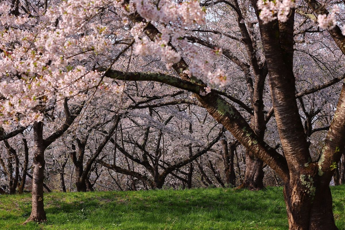 Parc Shiwayama
