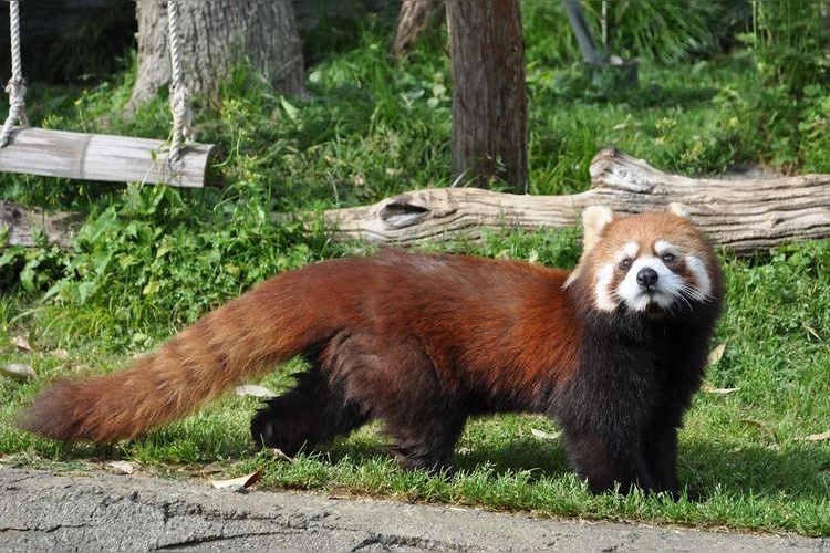 Nihondaira Zoo