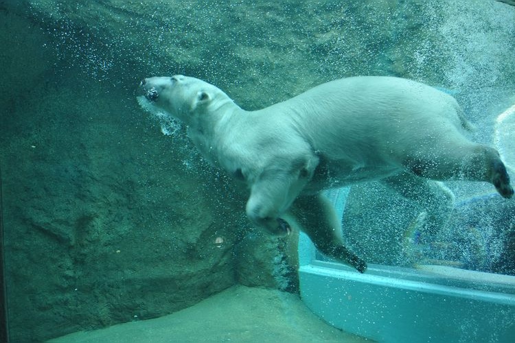 Nihondaira Zoo 2