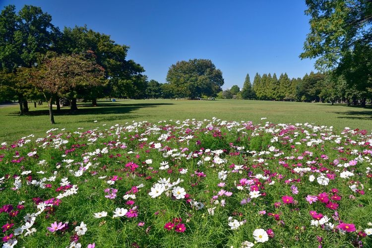 Shonai Ryokuchi Park