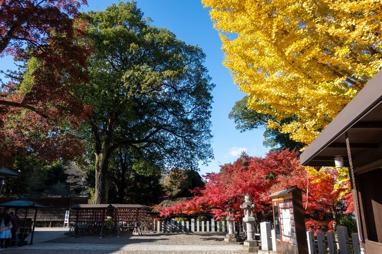 Shorinzan Daruma-ji Temple 3